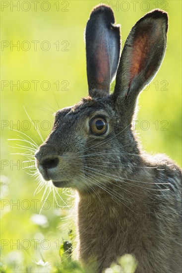 European hare