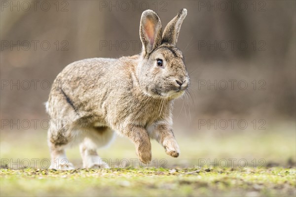 Wild rabbits