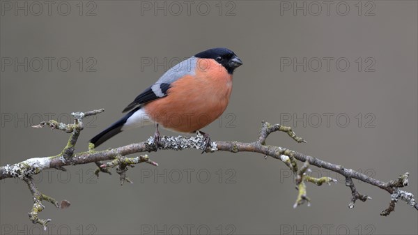 Bullfinch
