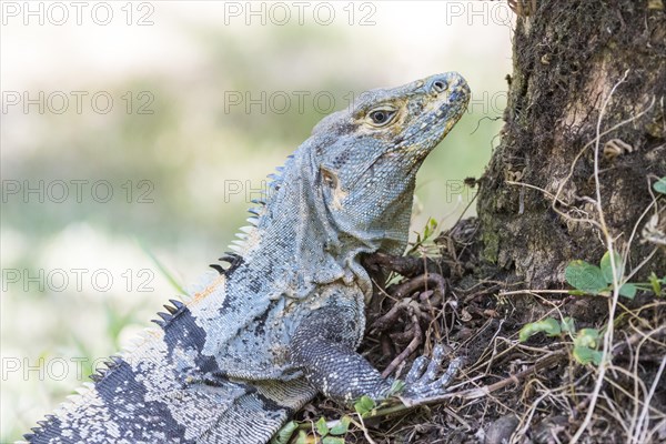 Black spiny-tailed iguana