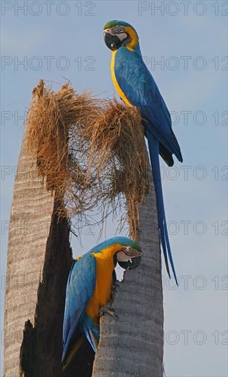 Blue and yellow macaws