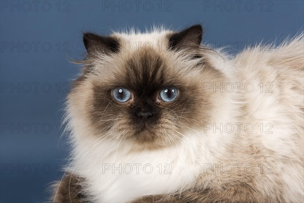 British longhair cat