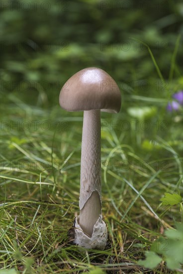 Grisette