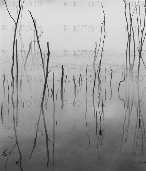 Dead branches reflected on steaming water