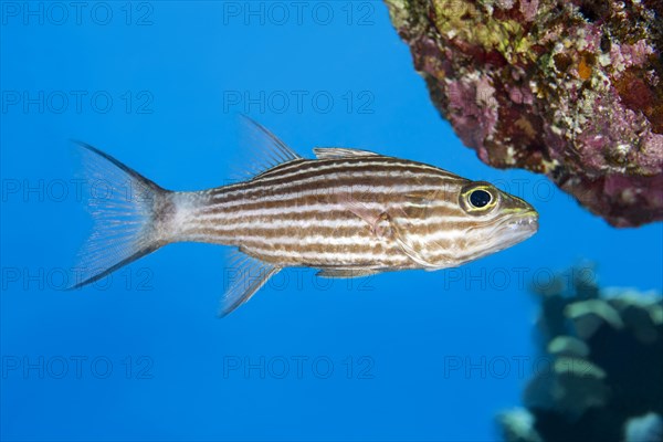 Largetoothed Cardinalfish