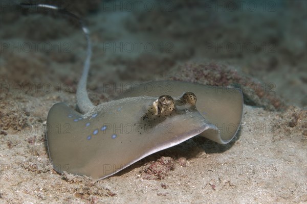 Bluespotted stingray