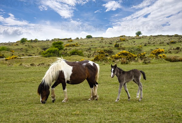 Foal and mare