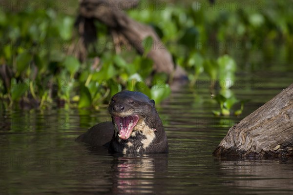 Giant otter