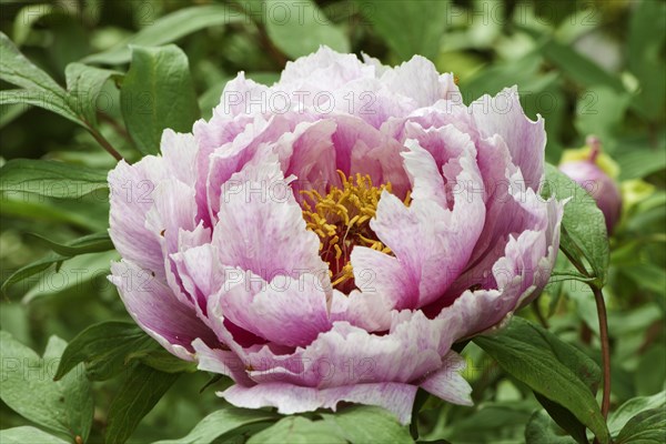 Tree peony