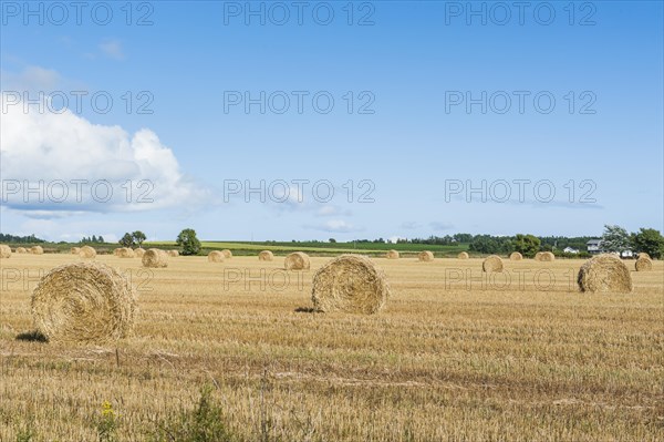 Harvested wheat field with bales of straw