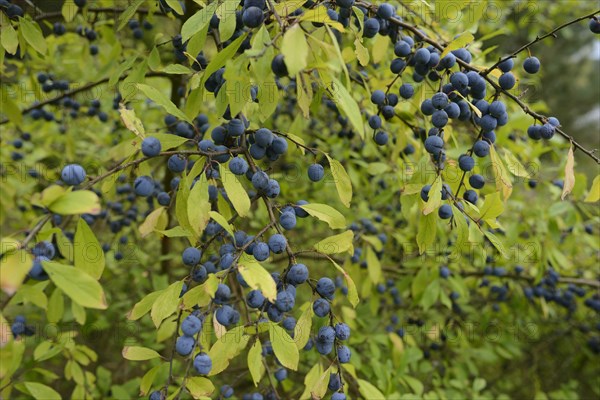 Blackthorn