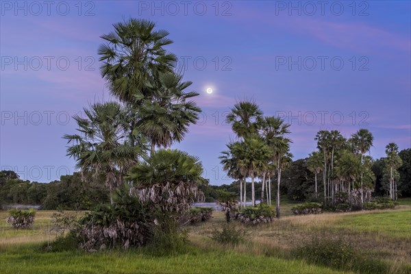Landscape with moriche palm trees in the southern Pantanal
