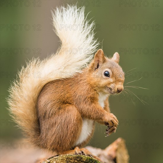 Eurasian red squirrel