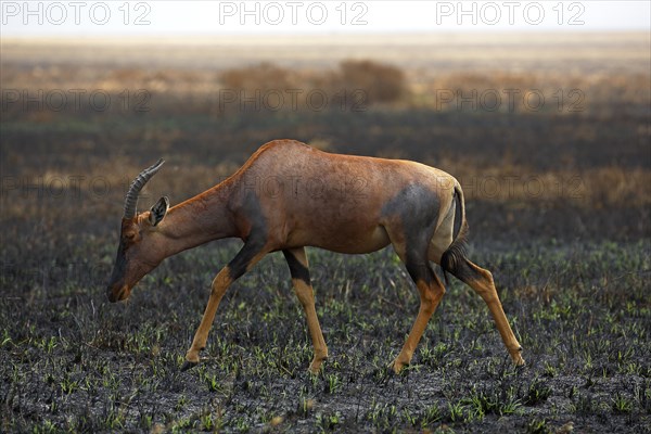 Topi