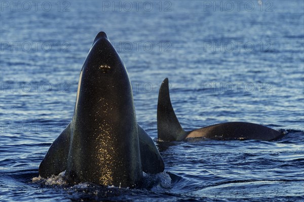 Orca or killer whale