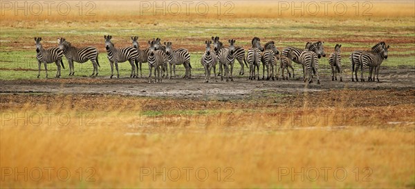 Harem of plains zebra