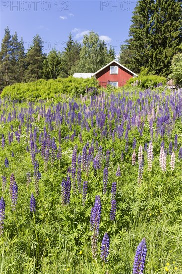 Meadow with lupines