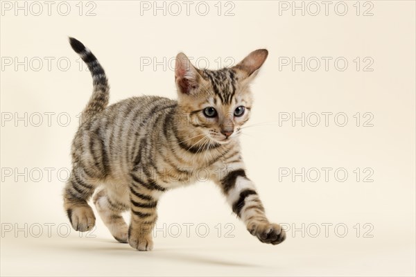 Pedigree cat Toyger