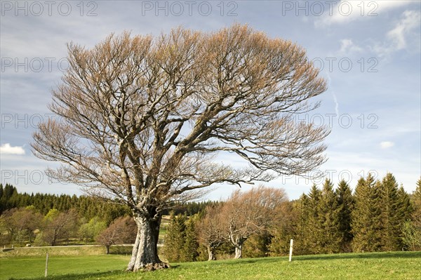 Wood pasture beech