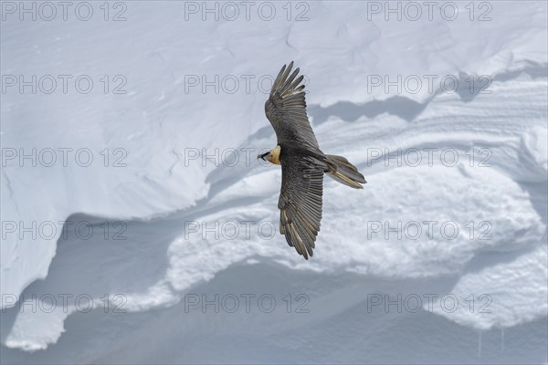 Bearded vulture