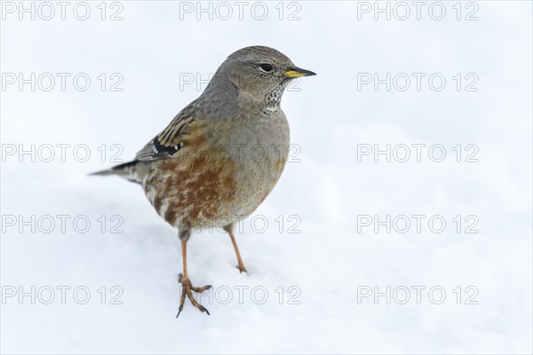 Alpine Accentor
