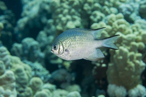 Maldives damselfish
