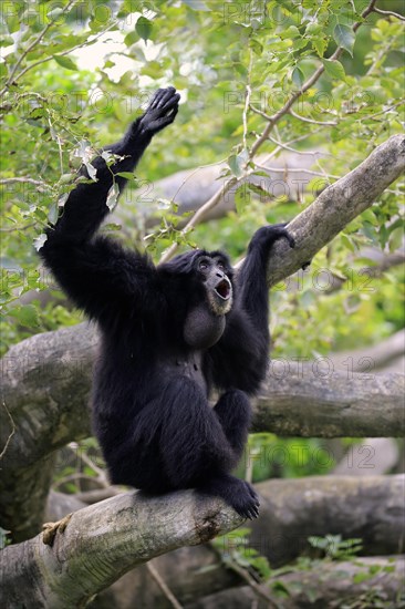 Siamang