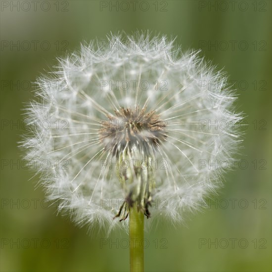Blowball