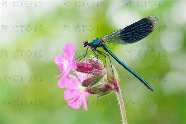 Banded demoiselle