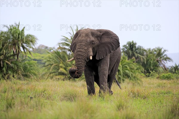 African Elephant