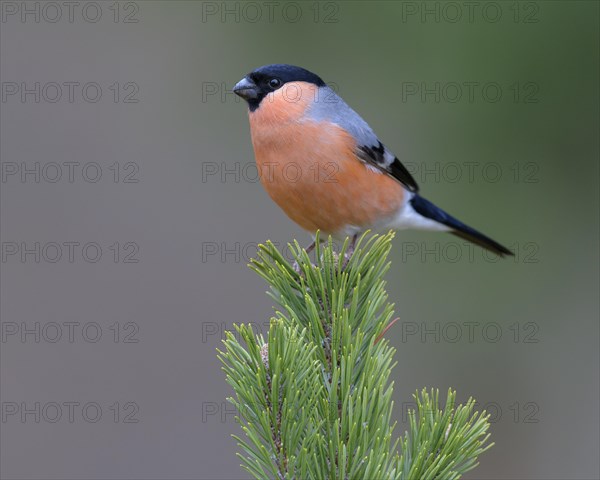 Eurasian bullfinch