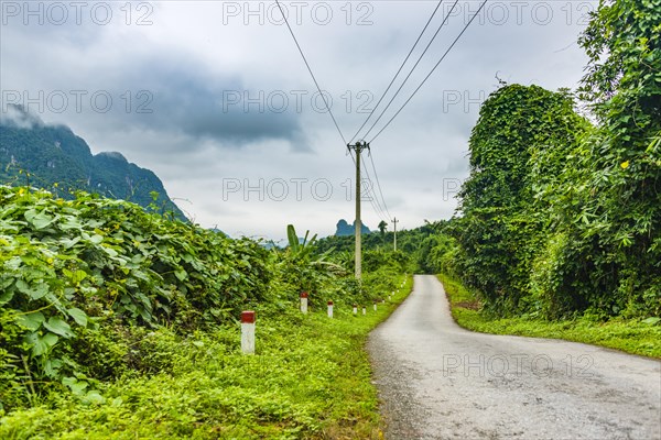 Small road through rainforest