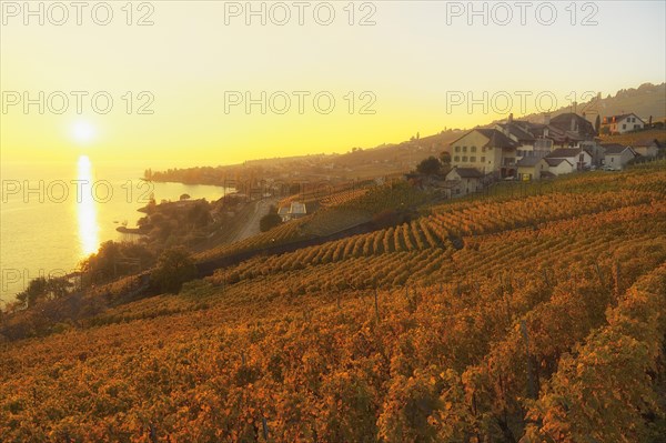 Vineyards in autumn with view of vineyard village Epesses
