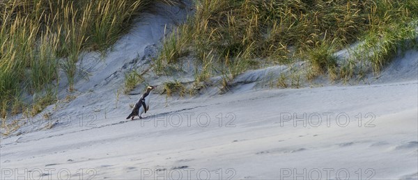 Yellow-eyed penguin