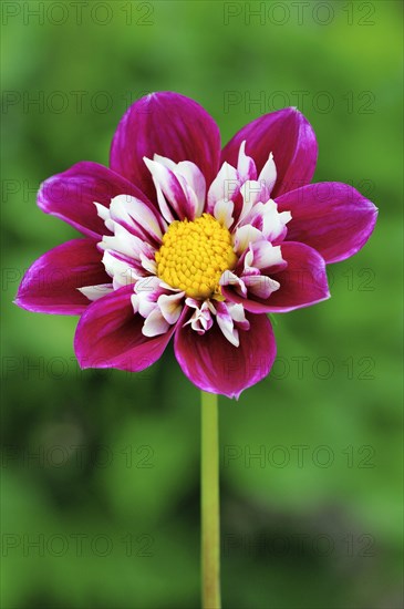 Collerette Dahlia
