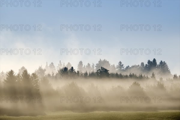 Sunbeams shine through forest in the morning mist