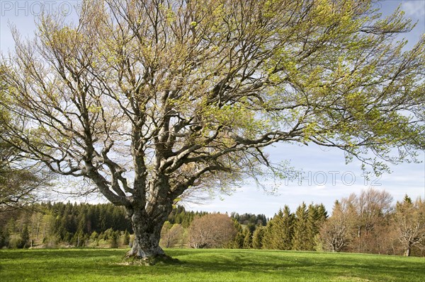 Sprouting Wood pasture beech