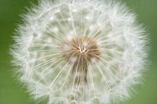 Common dandelion