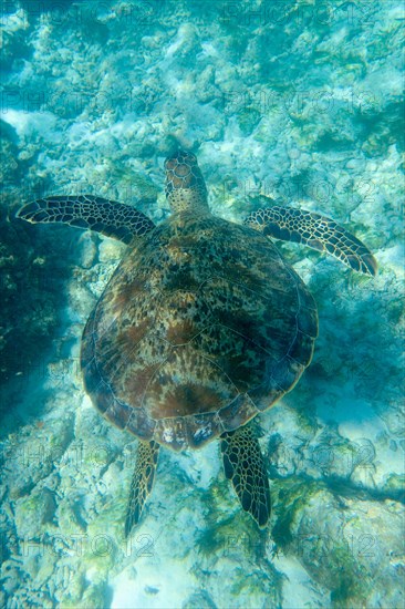 Hawksbill sea turtle