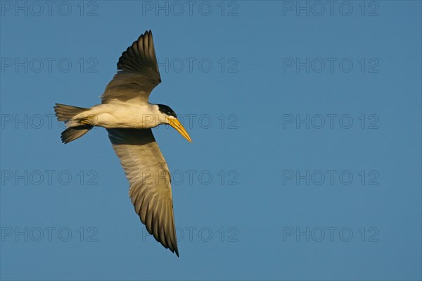 Large-billed tern
