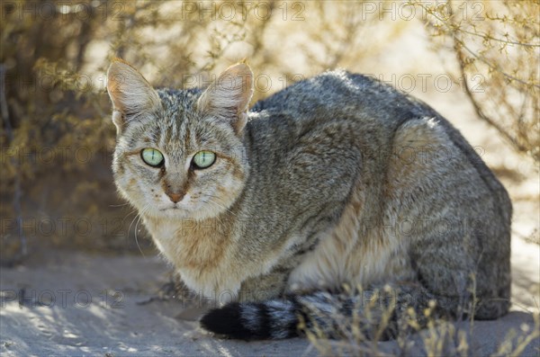 African Wild Cat