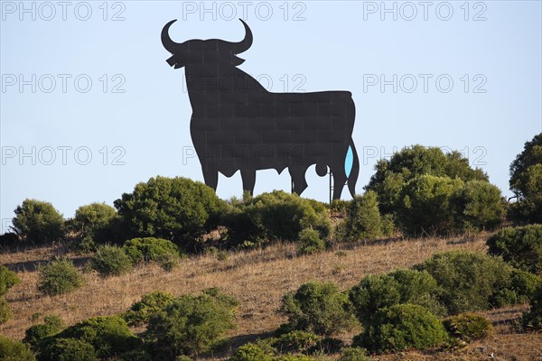 Black silhouette of a bull