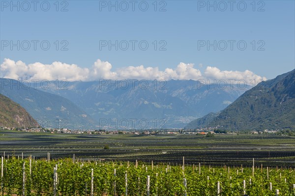 Vineyards in the valley in front of the mountains