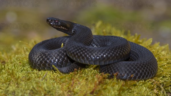 Common European Viper