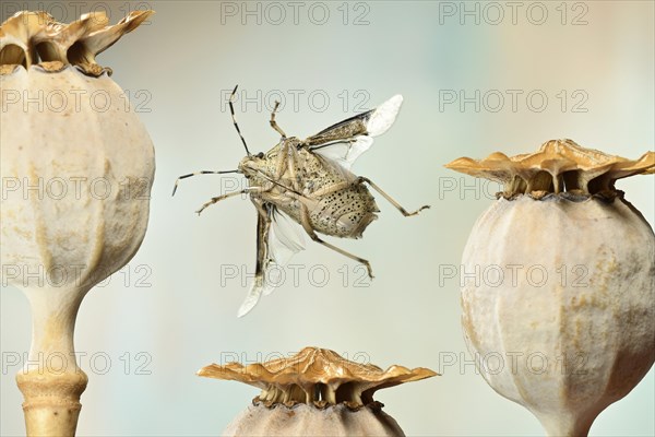 Raphigaster nebulosa