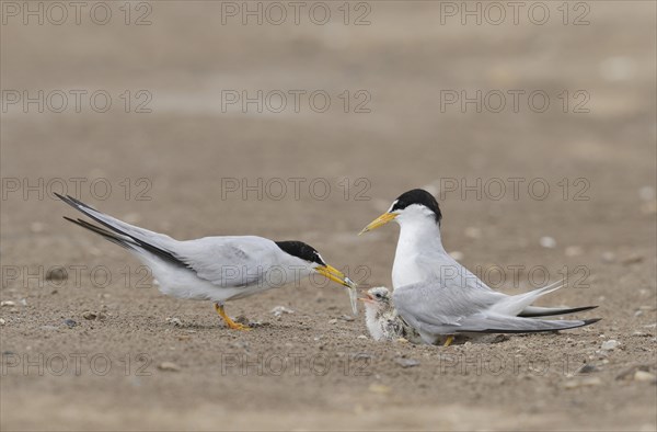 Least Terns