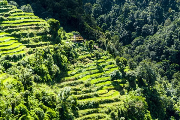 Agricultural landscape