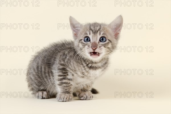 Toyger