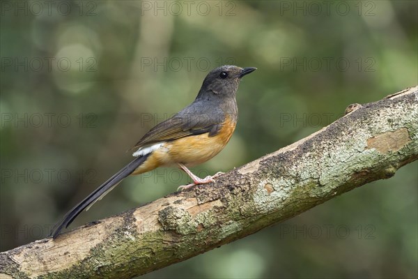 White-rumped shama
