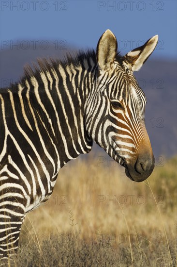 Cape mountain zebra
